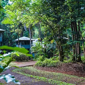 Ferntree Rainforest , Cape Tribulation Australie